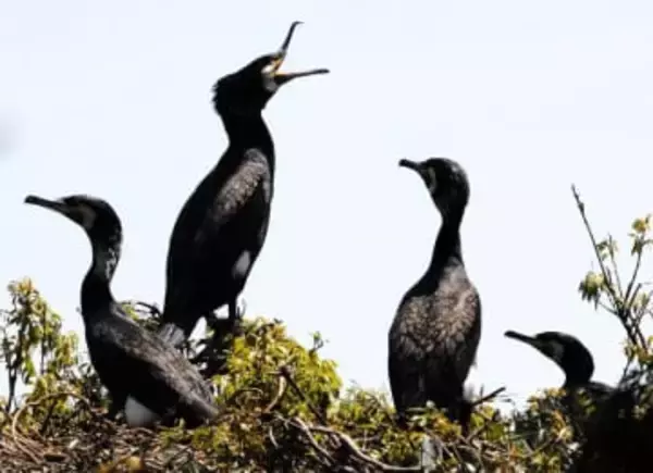 滋賀県で住民を悩ます「カワウ」どうする？　環境省「半減のための具体的な対策検討」