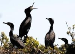 滋賀県で住民を悩ます「カワウ」どうする？　環境省「半減のための具体的な対策検討」