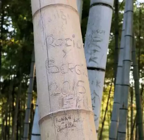 京都市の観光名所で相次ぐ「落書き」　手間暇かけた美しい竹林「傷付けられて痛々しい」　罰金に抑止力はあるのか