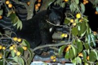 【速報】「目の前にクマがいる」車内から通報　同日未明にも同じ場所で目撃情報　滋賀県長浜市