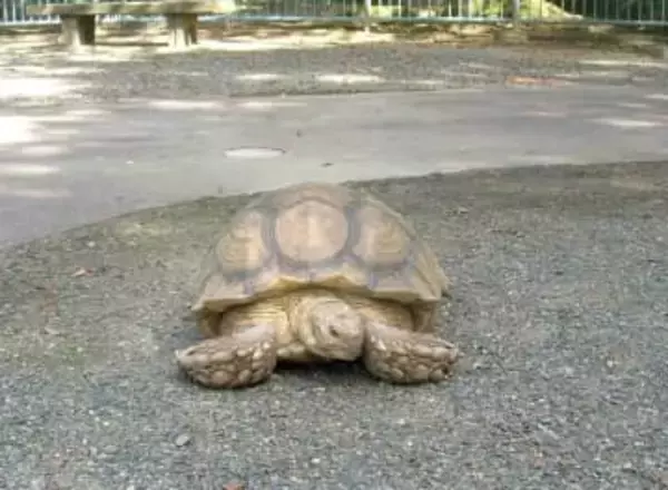 雑草むしゃむしゃ...街中を散歩する大型のカメに遭遇　「2年越しで会えた！」と感激する人も