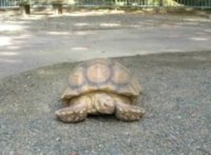 雑草むしゃむしゃ...街中を散歩する大型のカメに遭遇　「2年越しで会えた！」と感激する人も