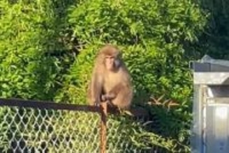 【速報】「近くで見たことない。びっくり」京都の住宅街に「サル」出没　ビニールハウス素早く駆け上がる