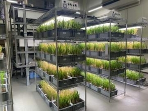 京都のJR駅前ビルの一室で「未来のお米づくり」　背丈が6分の1のイネ、どんな効果ある？
