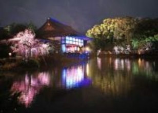 京都・平安神宮の紅しだれ桜のライトアップ、美しい音楽とともに　瀧本美織さんら出演も