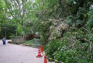【速報】京都の世界遺産・下鴨神社で御神木が倒れる　樹齢450年の大木「けがなくて本当によかった」