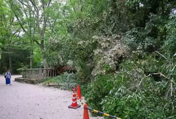 【速報】京都の世界遺産・下鴨神社で御神木が倒れる　樹齢450年の大木「けがなくて本当によかった」