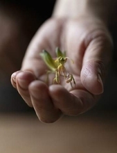 「植物」から生み出した想像上の「いきもの」とは？　芸術新人賞作家が11月に故郷・京都の一休寺で恩返しの個展