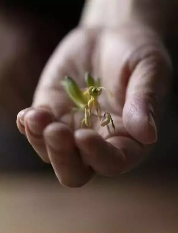 「植物」から生み出した想像上の「いきもの」とは？　芸術新人賞作家が11月に故郷・京都の一休寺で恩返しの個展