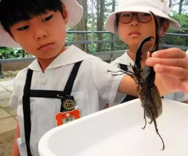 自然体験施設で夏の「かぶと虫の家」150匹放し飼い　世界最大級のカブトムシも　大津市