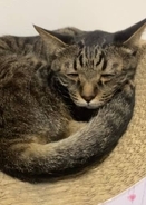 「こんなしおしおの顔して寝る猫ほかにおる…？」に反響続々！リプ欄に猫「しおしお顔」が次々と集まる