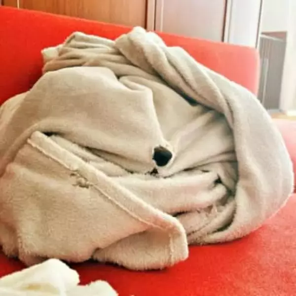 愛犬の毛布にポツンと開いた黒い穴…これは一体？ まさかの真相にSNS驚き&悶絶「顔を描きたくなる」「芸術的なかわいさ」