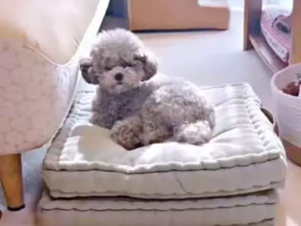 飼い主のヴァイオリンに合わせて全力でハモる「オペラ犬」が話題　クライマックスで「わんわんお」→「すごい」「絶対一緒に歌ってる」