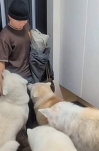 しっぽを振って顔をペロペロ　帰省した兄を取り囲む愛犬たち　別れの日は一転…背中ににじむ悲しみ　「また行っちゃうの？」