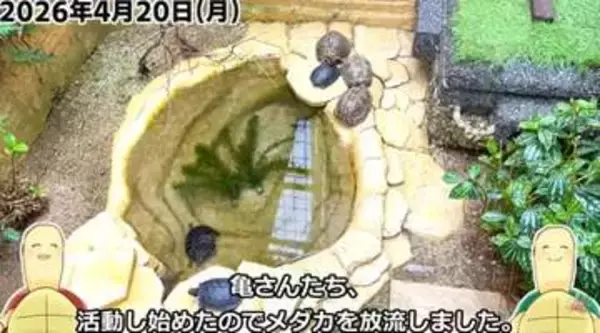 カメの池に生き餌を放流　メダカ100匹は1カ月半後どうなった？　小さな庭池が示す自然界の厳しさと絶妙なバランス