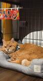 「保護猫カフェでひとりぼっちだった「耳が聞こえないシニア猫」と運命の出会い→重度のペットロスで適応障害だった女性の人生が一変」の画像1