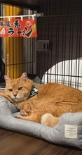 保護猫カフェでひとりぼっちだった「耳が聞こえないシニア猫」と運命の出会い→重度のペットロスで適応障害だった女性の人生が一変
