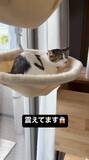「知らないおじさんが家に来た！キャットタワーで固まる猫さん　そのお顔に飼い主も思わず爆笑」の画像1