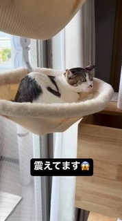 知らないおじさんが家に来た！キャットタワーで固まる愛猫　そのお顔に飼い主も思わず爆笑