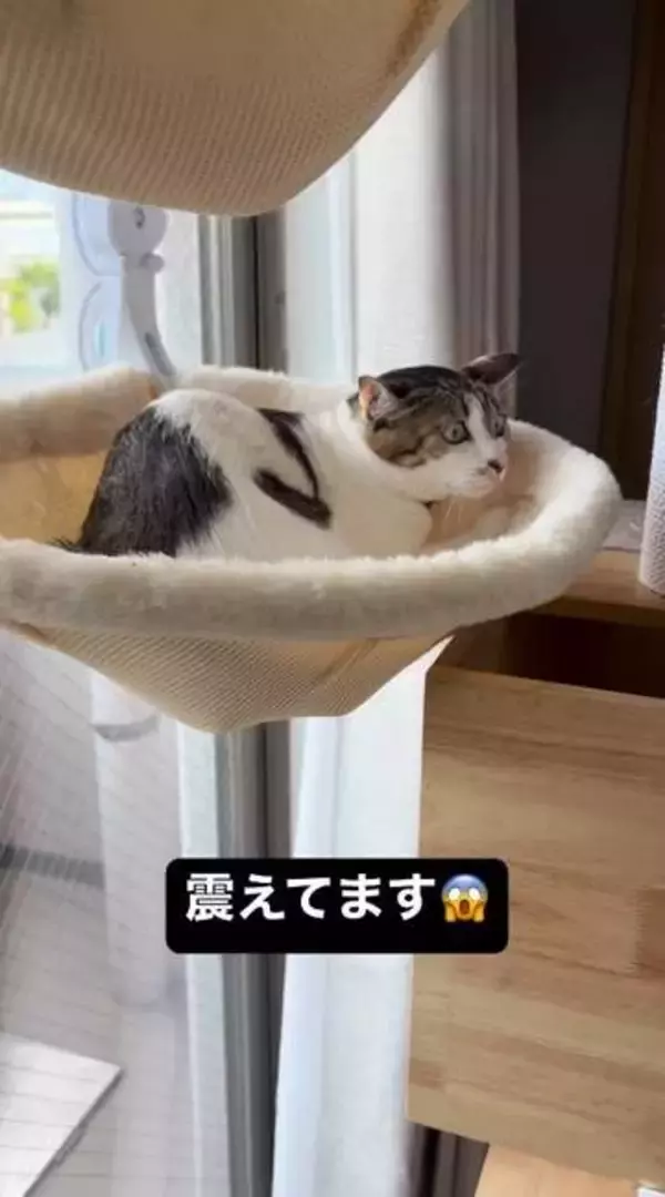 知らないおじさんが家に来た！キャットタワーで固まる猫さん　そのお顔に飼い主も思わず爆笑
