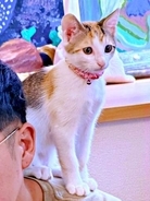 「うわぁ」帰宅したら小さな子猫が？ お迎え3日目、初めて肩に乗った姿に「信頼されてる」「下僕決定ですね」「人なれしすぎ」