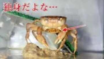 【なぜ？】3年間一度もオスに会っていないメスのサワガニが産卵→孵化！ 「これがカニ界の受胎告知…！？」「どうなってんの」と話題に