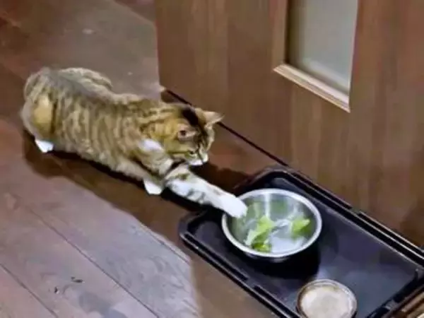 猫が水を飲む裏ワザを試した結果→見事なへっぴり腰に　「めっちゃ警戒してる」「うちの猫もこうなる」「葛藤がかわいい」と反響