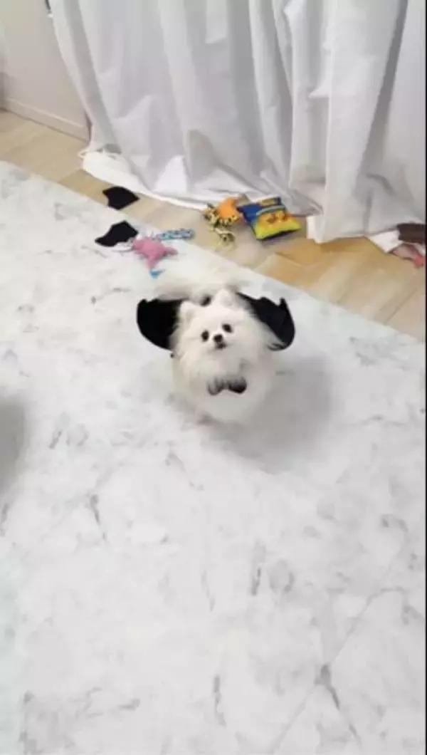 翼をつけて「くるりんジャンプ！」ドヤ顔の犬さん「飛んで…る…？」「天使やん」