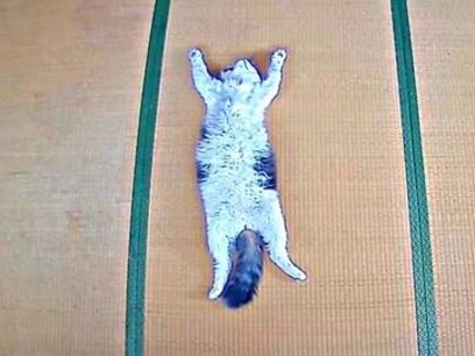 見守りカメラがとらえた“爆睡”猫に大反響　畳の上での姿に「夏休みの小学生w」「猫生を満喫」「野生をどっかに」