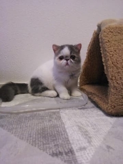 なんども嘔吐する猫→病院で判明した「急性腎不全」　まさか、キャットタワーが理由だったなんて……