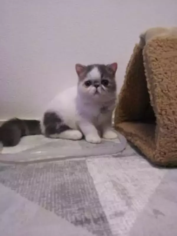 なんども嘔吐する猫→病院で判明した「急性腎不全」　まさか、キャットタワーが理由だったなんて……