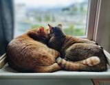 「「迎えるなら、ご縁に恵まれない子を」ずっと里親が見つからなかった2匹の成猫　ようやく出会えた「ずっとのお家」温かい思いに涙」の画像1
