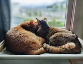「迎えるなら、ご縁に恵まれない子を」ずっと里親が見つからなかった2匹の成猫　ようやく出会えた「ずっとのお家」温かい思いに涙