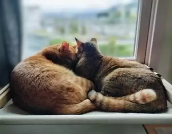 「迎えるなら、ご縁に恵まれない子を」ずっと里親が見つからなかった2匹の成猫　ようやく出会えた「ずっとのお家」温かい思いに涙