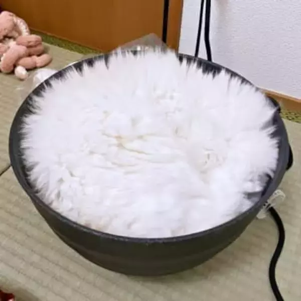 冬のねこ鍋、ここまで来たか… 「猫、炊けちゃった？」白米ごはんのような姿に8.6万いいね　「もふもふごはん」「ほかほかで美味しそう！」