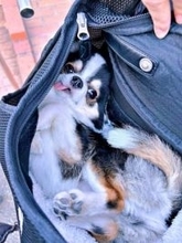 「かわいすぎて反則」バッグを覗くと…犬の衝撃ポーズに30万人悶絶！ 夢見た愛犬との生活、1年経った今の思いとは