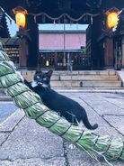 境内にいた猫さん、「茅の輪」をくぐると思いきやまさかの「爪研ぎ」　注意すると「え！？　そうなん？」というお顔に