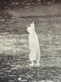 リアル鳥獣戯画！ 二足歩行するウサギさん…？？？ 深夜2時、寺の監視カメラはとらえた！