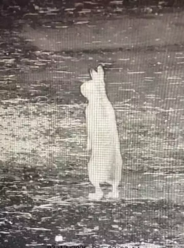 リアル鳥獣戯画！ 二足歩行するウサギさん…？？？ 深夜2時、寺の監視カメラはとらえた！