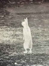 リアル鳥獣戯画！ 二足歩行するウサギさん…？？？ 深夜2時、寺の監視カメラはとらえた！