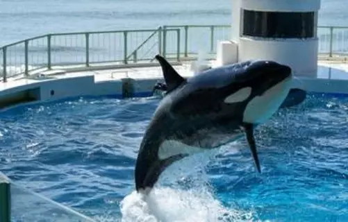 「若者にシャチあれ！」水族館でビシャビシャ入社式　シャチが大量水しぶきで新入社員歓迎「これぞ聖水」「最高の思い出」