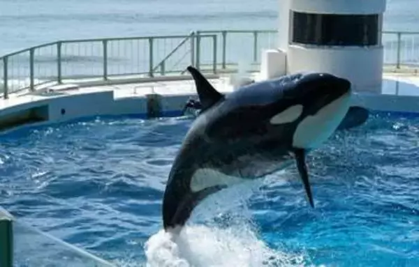 「若者にシャチあれ！」水族館でビシャビシャ入社式　シャチが大量水しぶきで新入社員歓迎「これぞ聖水」「最高の思い出」