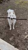 「「木を持ち帰りたい犬 VS 置いて帰ってほしい飼い主」のドッグラン帰宅時の攻防！この後どうなった？「フェイント入れるの賢い」」の画像1