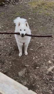 「木を持ち帰りたい犬 VS 置いて帰ってほしい飼い主」のドッグラン帰宅時の攻防！この後どうなった？「フェイント入れるの賢い」