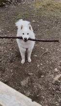 「木を持ち帰りたい犬 VS 置いて帰ってほしい飼い主」のドッグラン帰宅時の攻防！この後どうなった？「フェイント入れるの賢い」