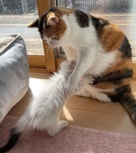生後1カ月、元気のなかった保護猫→あたたかく見守っていた先住猫……3年後は？　立場が逆転した姿に「かわいすぎる」