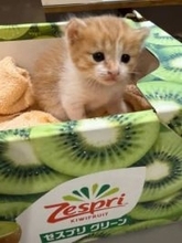 猫の避妊・去勢手術は年内に！　“発情スイッチ”は日照時間の増加でON　ライトつけっぱなしで“絶賛発情中”になった保護猫も