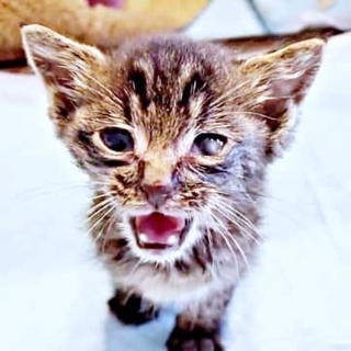 「何か轢かれたのか？」黒い物体がふらふら　背骨が浮き上がってガリガリ、病院で「この猫は助からない」と告げられたけれど……