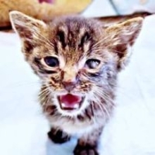 「何か轢かれたのか？」黒い物体がふらふら　背骨が浮き上がってガリガリ、病院で「この猫は助からない」と告げられたけれど……