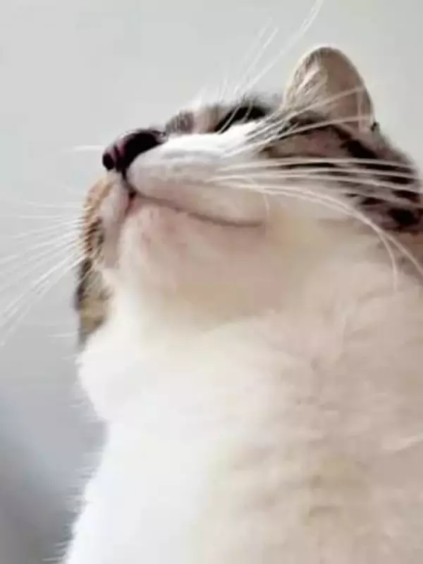 【絶景】猫に踏まれているときの視界って、こうなっていたんだ！ お腹の上でお尻トントンに「最高の眺め」「幸せのおすそわけ」5.8万人夢中